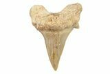 1 1/2 to 2" Fossil Otodus Shark Teeth - Khouribga, Morocco - Photo 3